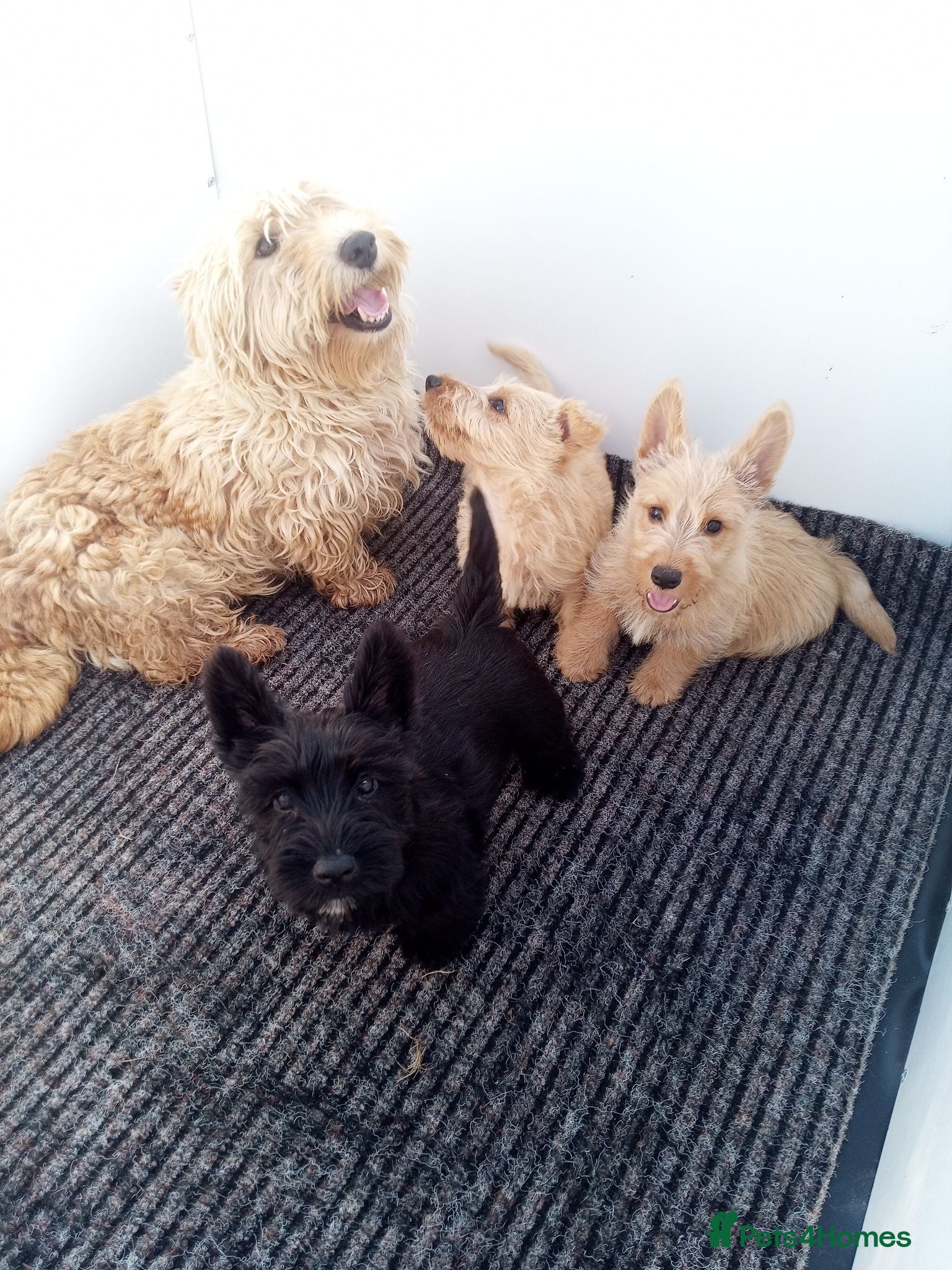 Scottish Terrier dogs Scottish terrier puppies - Advert 1