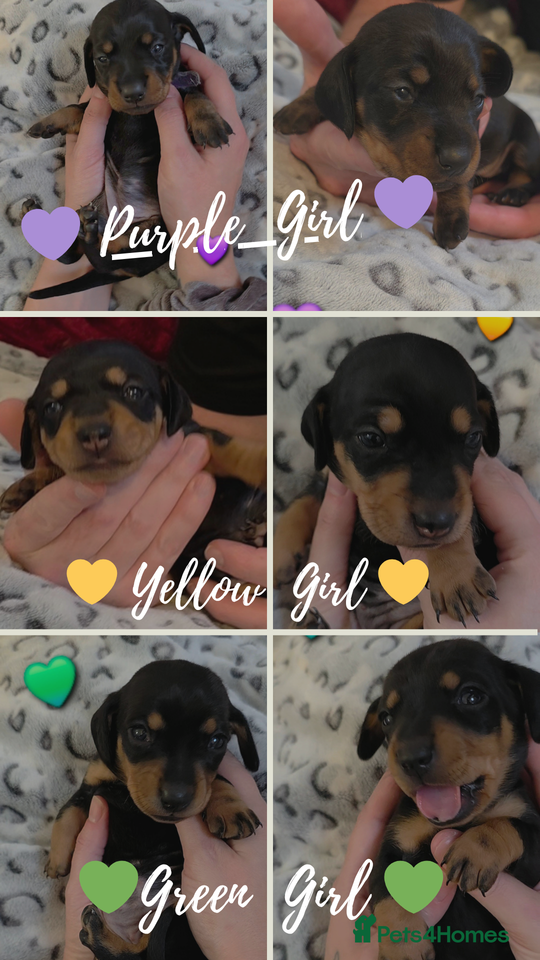 Miniature Dachshund dogs 🐾🐶 3 Girls Left Miniature Dachshund Puppies 🐶🐾 - Advert 1