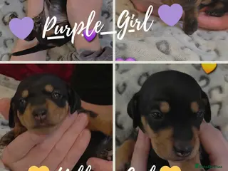 Miniature Dachshund dogs 🐾🐶 3 Girls Left Miniature Dachshund Puppies 🐶🐾 - Advert 6