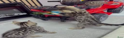 Bengal cats for sale: Bengal kittens🐆🐆🐆🐆 - Advert 1