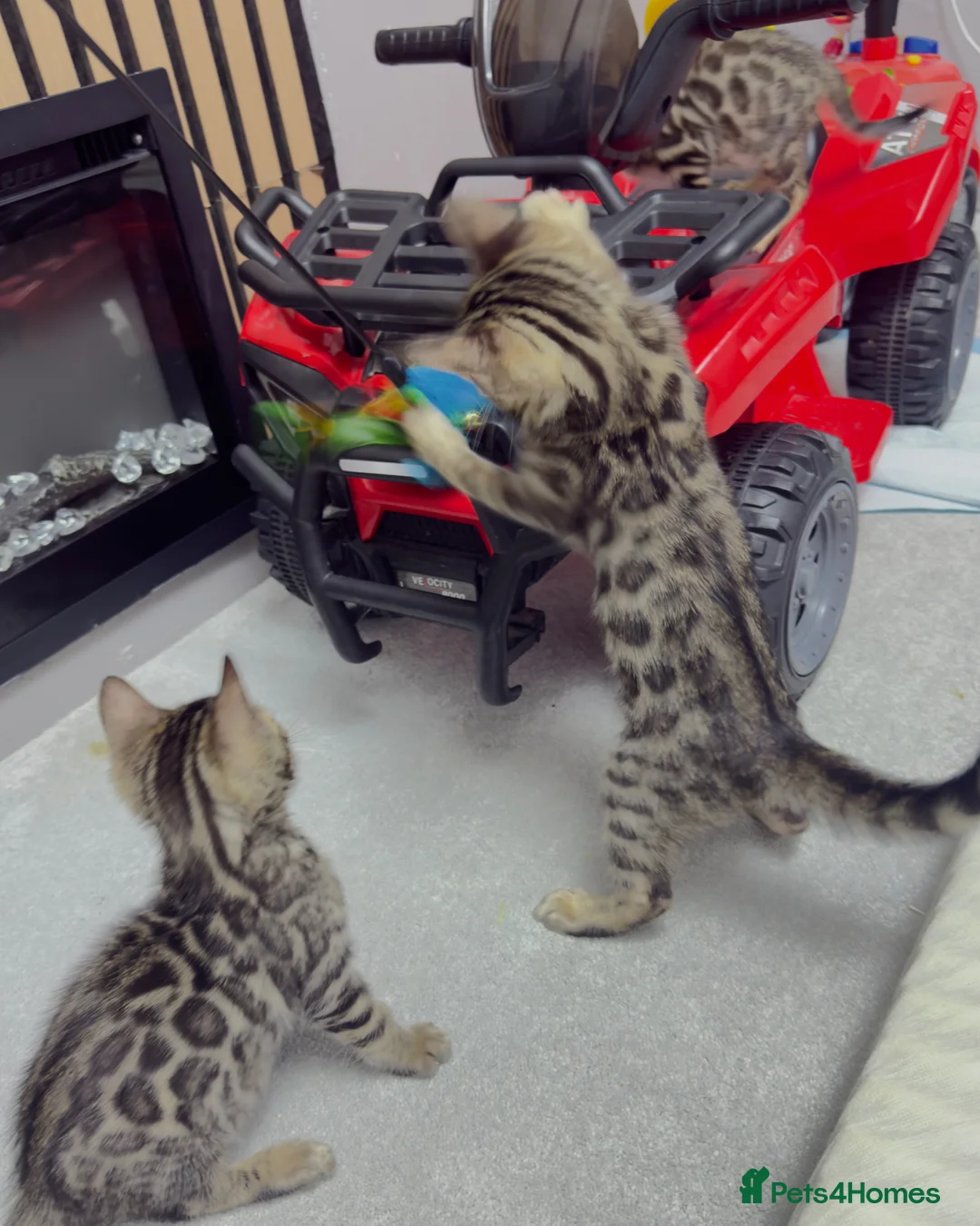 Bengal cats for sale: Bengal kittens🐆🐆🐆🐆 - Advert 1