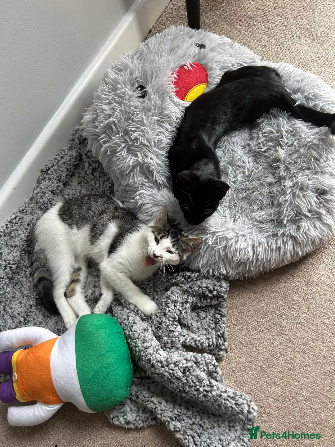 Mixed Breed cats for sale: Two rescued Kittens in need of good home. - Image 1