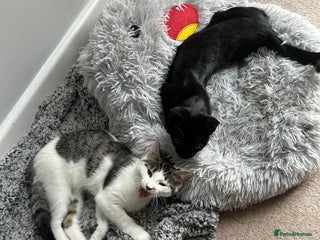 Mixed Breed cats - Advert 9