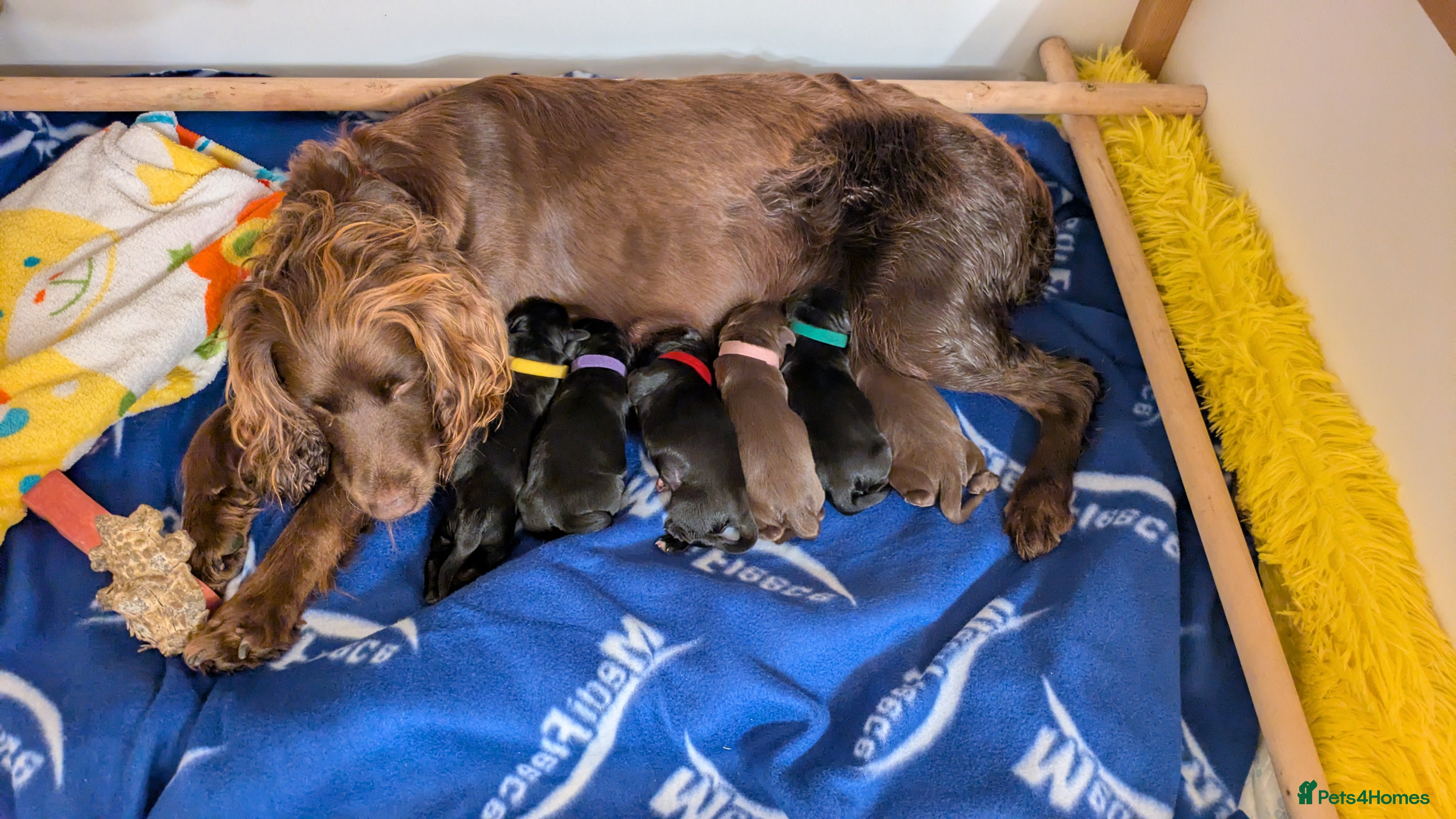 Sprocker dogs for sale: Sprocker puppies in Scunthorpe - Advert 19