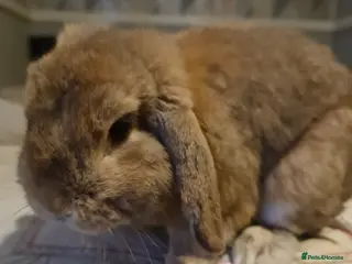 Mini Lop rabbits Very friendly brown boy pure bread mini lop - Advert 18