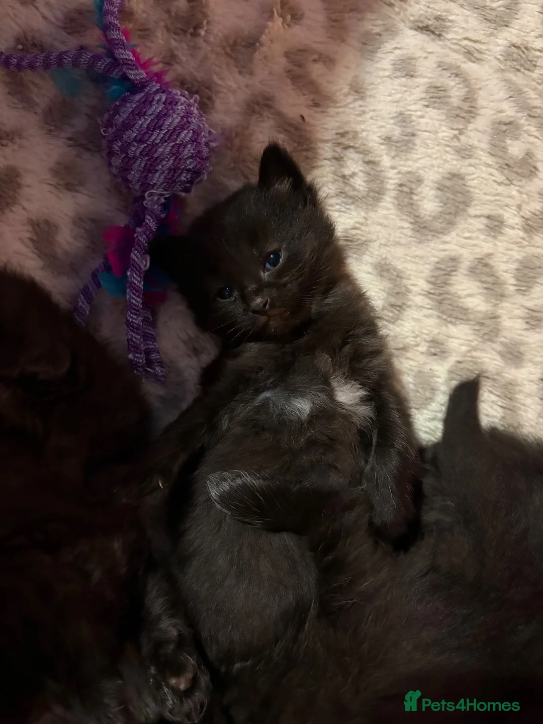 Ragdoll cats for sale: 🐾 **Beautiful Ragdoll Cross Kittens - Advert 2