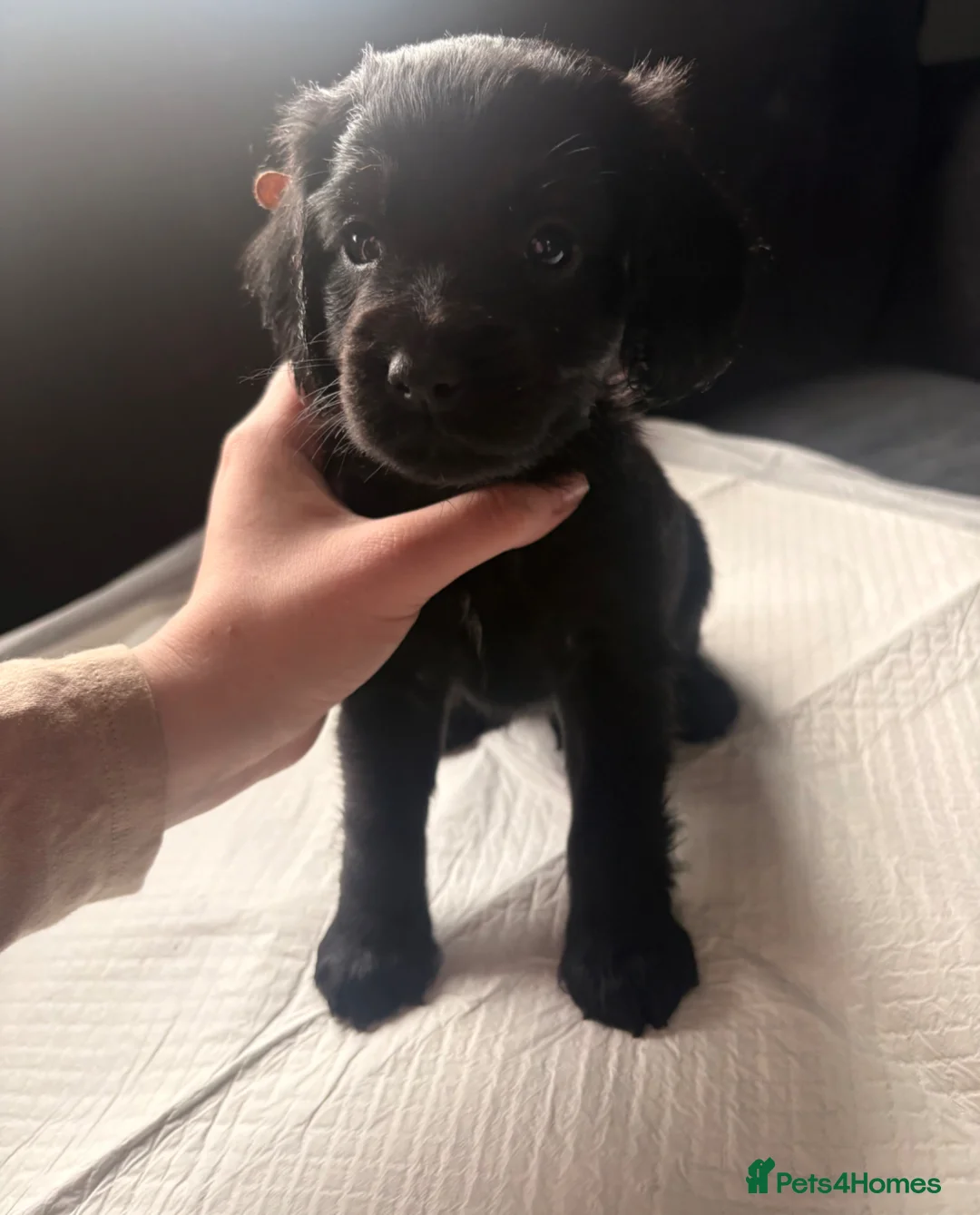 Cockapoo dogs for sale: F1B Cockapoo Puppies 💜🩵 - Advert 2