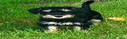Miniature Schnauzer dogs for sale: Health tested miniature schnauzer puppies in Stafford - Advert 3