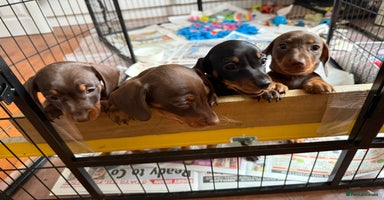 Miniature Dachshund dogs - Advert 11