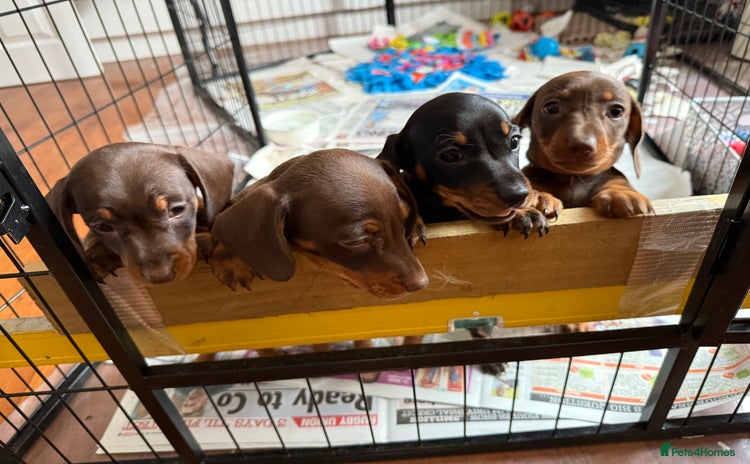 Miniature Dachshund dogs - Advert 7