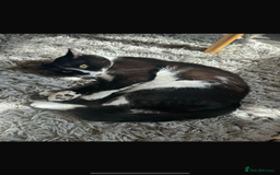 British Shorthair cats for sale: 3 year old indoor cat -FREE - Image 2