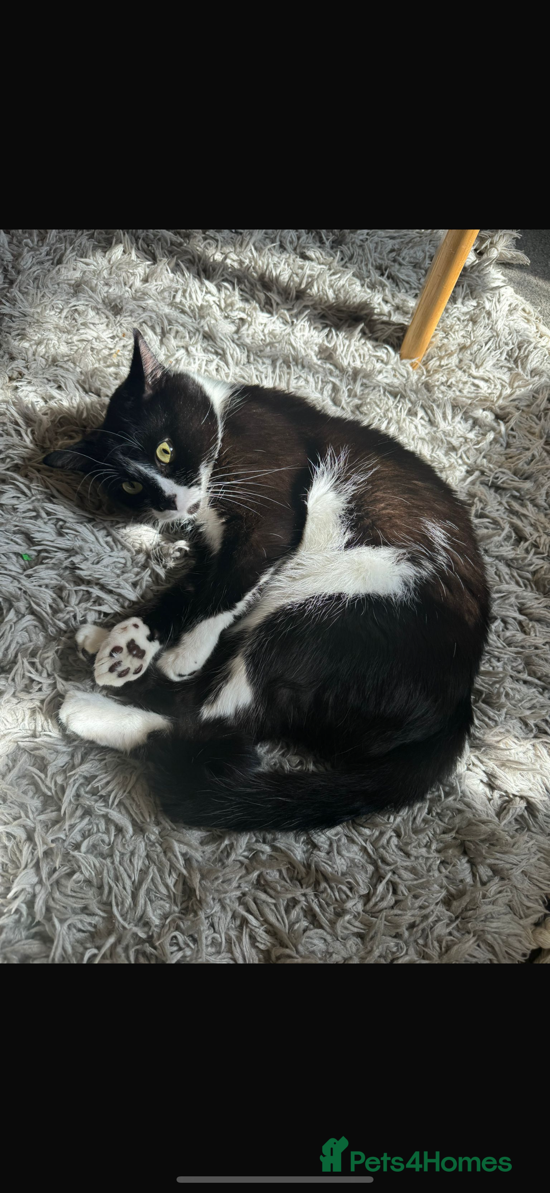 British Shorthair cats for sale: 3 year old indoor cat -FREE - Image 2