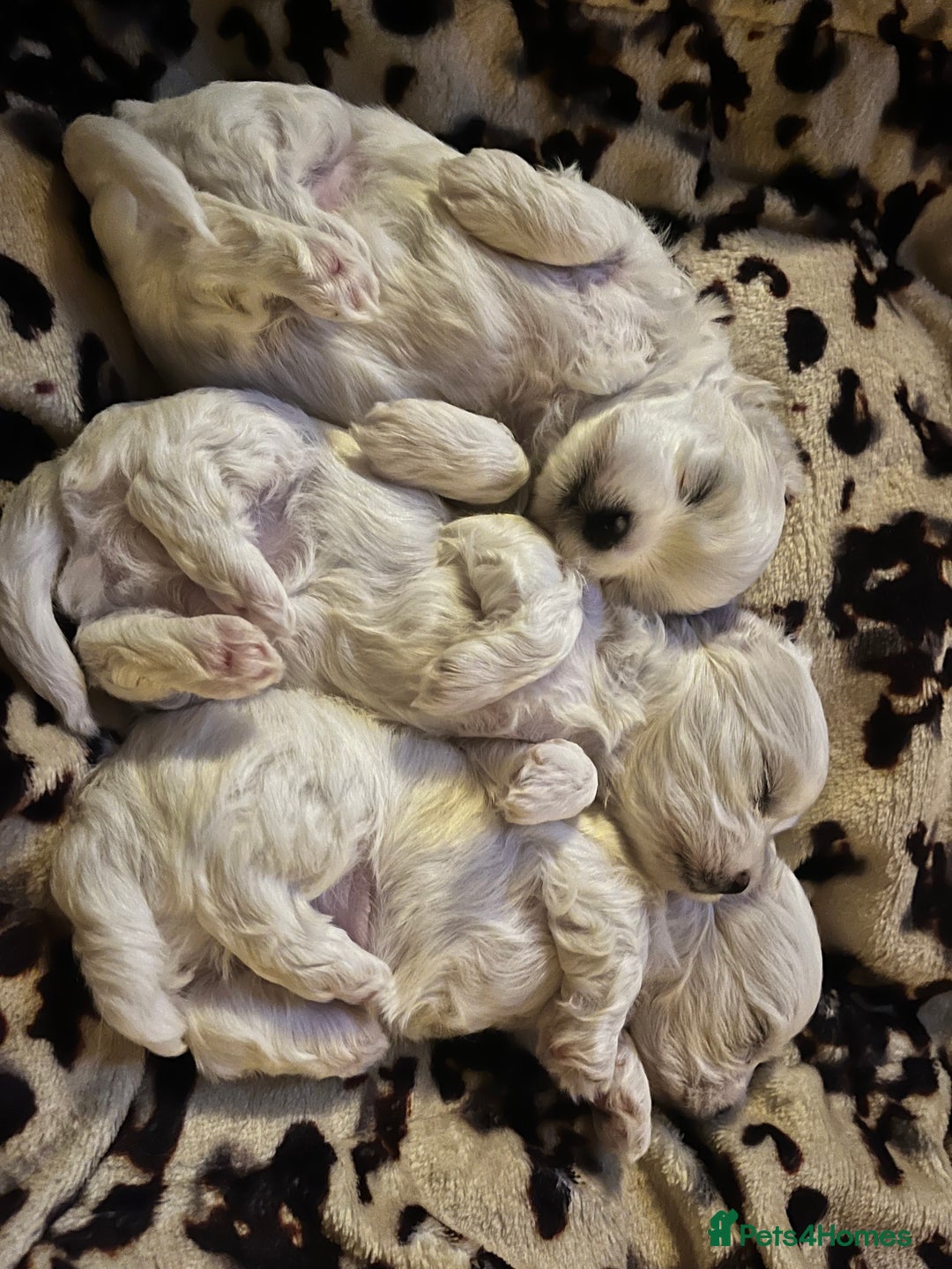 Maltese dogs for sale: Maltese puppies  - Advert 3