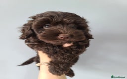 Cavapoo dogs for sale: Chocolate F1B Cavapoos. Health Tested.  - Image 13