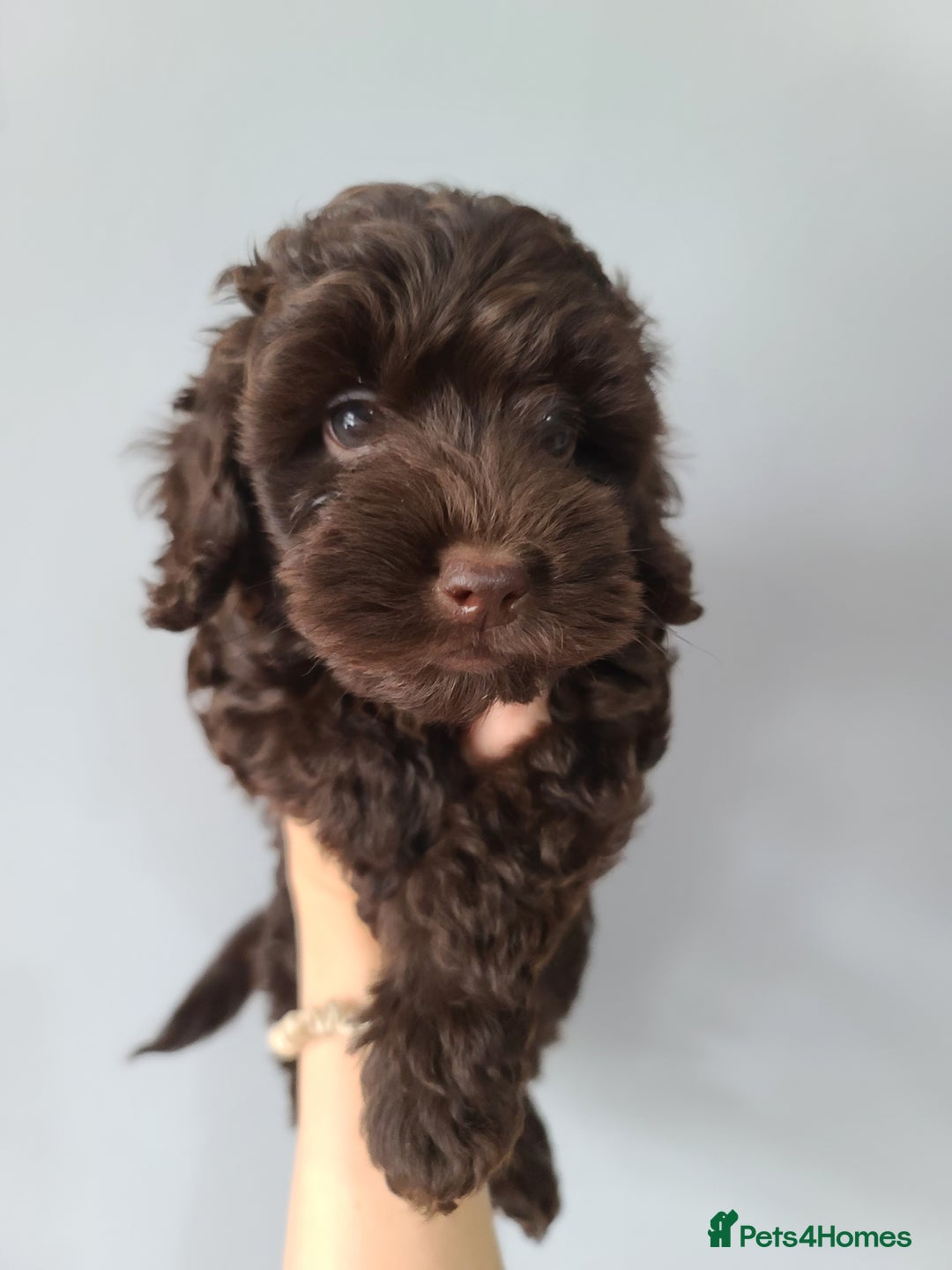 Cavapoo dogs for sale: Chocolate F1B Cavapoos. Health Tested.  - Image 13