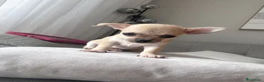 Chihuahua 2