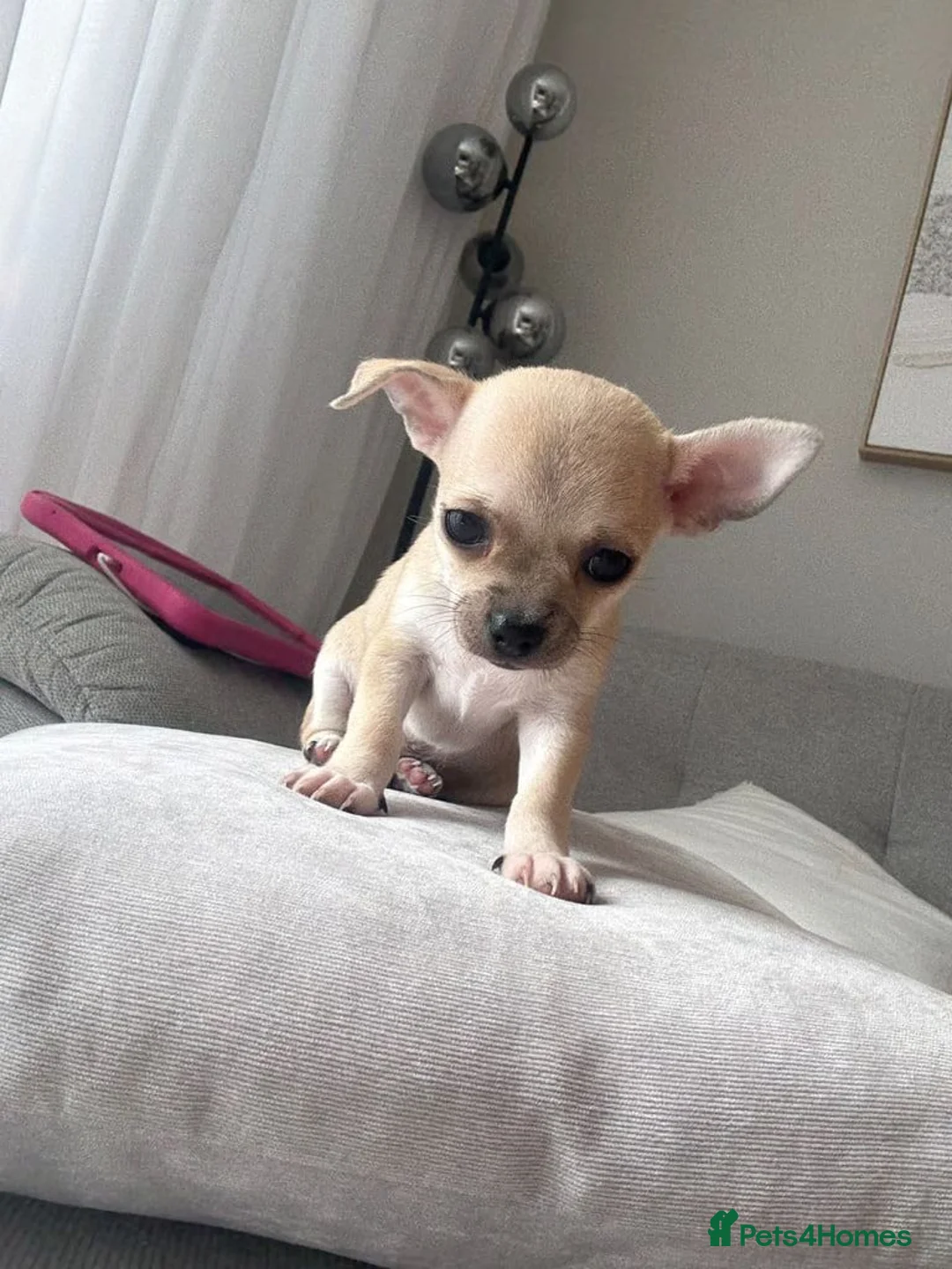 Chihuahua dogs for sale: Beautiful Chihuahua Puppies Loving Family Raised - Advert 2