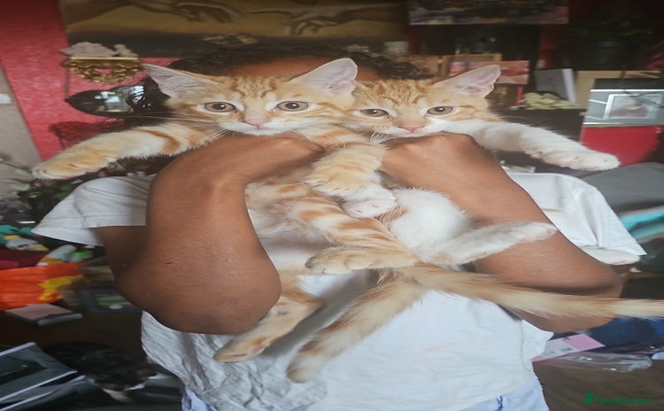 Mixed Breed cats - Advert 15