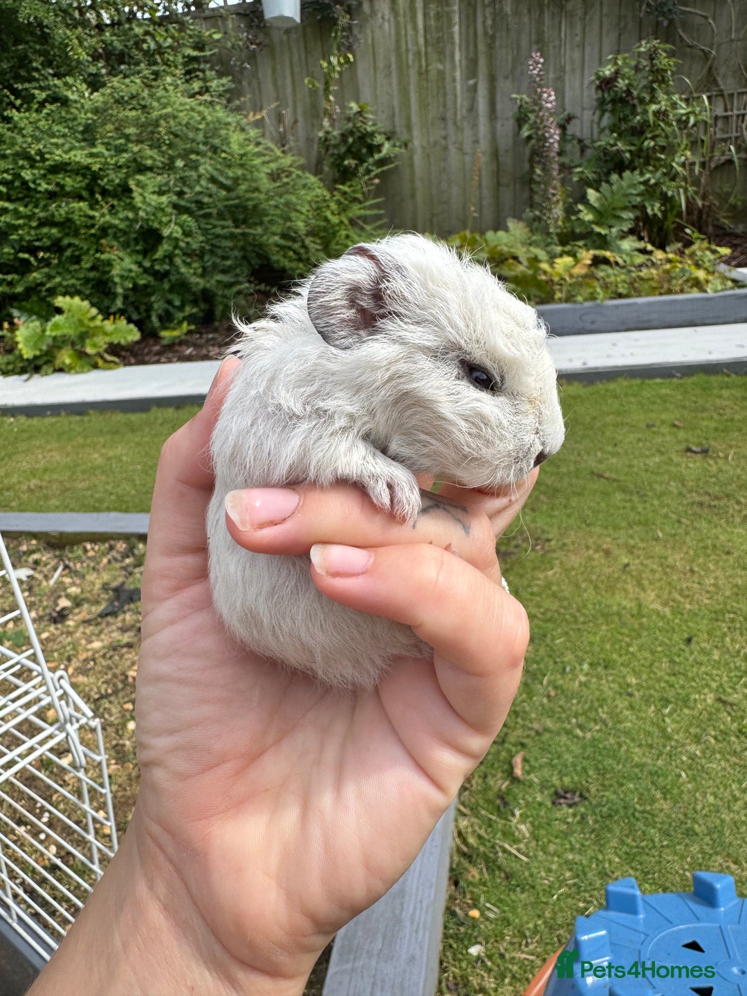Guinea Pig rodents for sale: Guineapigs for sale  - Image 3