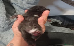 British Shorthair cats for sale: Blue Russian Mix  - Image 14