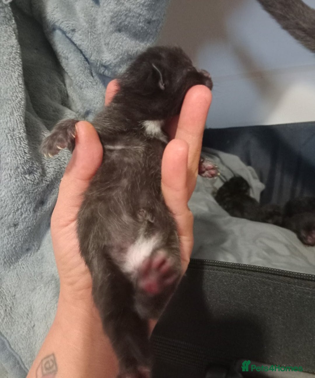 British Shorthair cats for sale: Blue Russian Mix  - Image 14