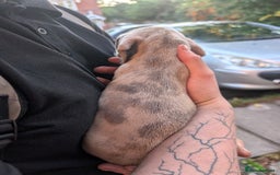 Dachshund dogs for sale: Daschund Puppies for sale  - Image 11
