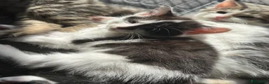 Mixed Breed 2