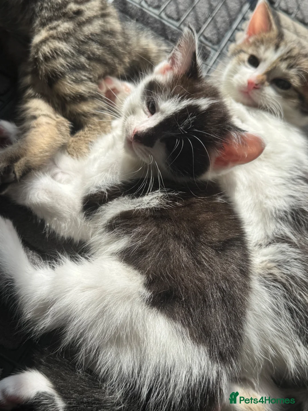 Mixed Breed cats for sale: 3 Beautiful kittens - Advert 2