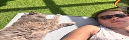 British Shorthair cats for sale: Beautiful blue tortie girl (active)  - Advert 4