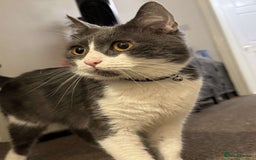 British Shorthair cats for sale: Ralphy - Image 1