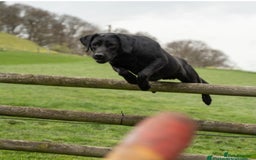 Labrador Retriever dogs for sale: KC Registered Health Tested Red & Black Labs - Image 5