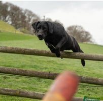 Labrador Retriever dogs - Advert 7