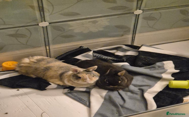 Netherland Dwarf rabbits - Advert 2