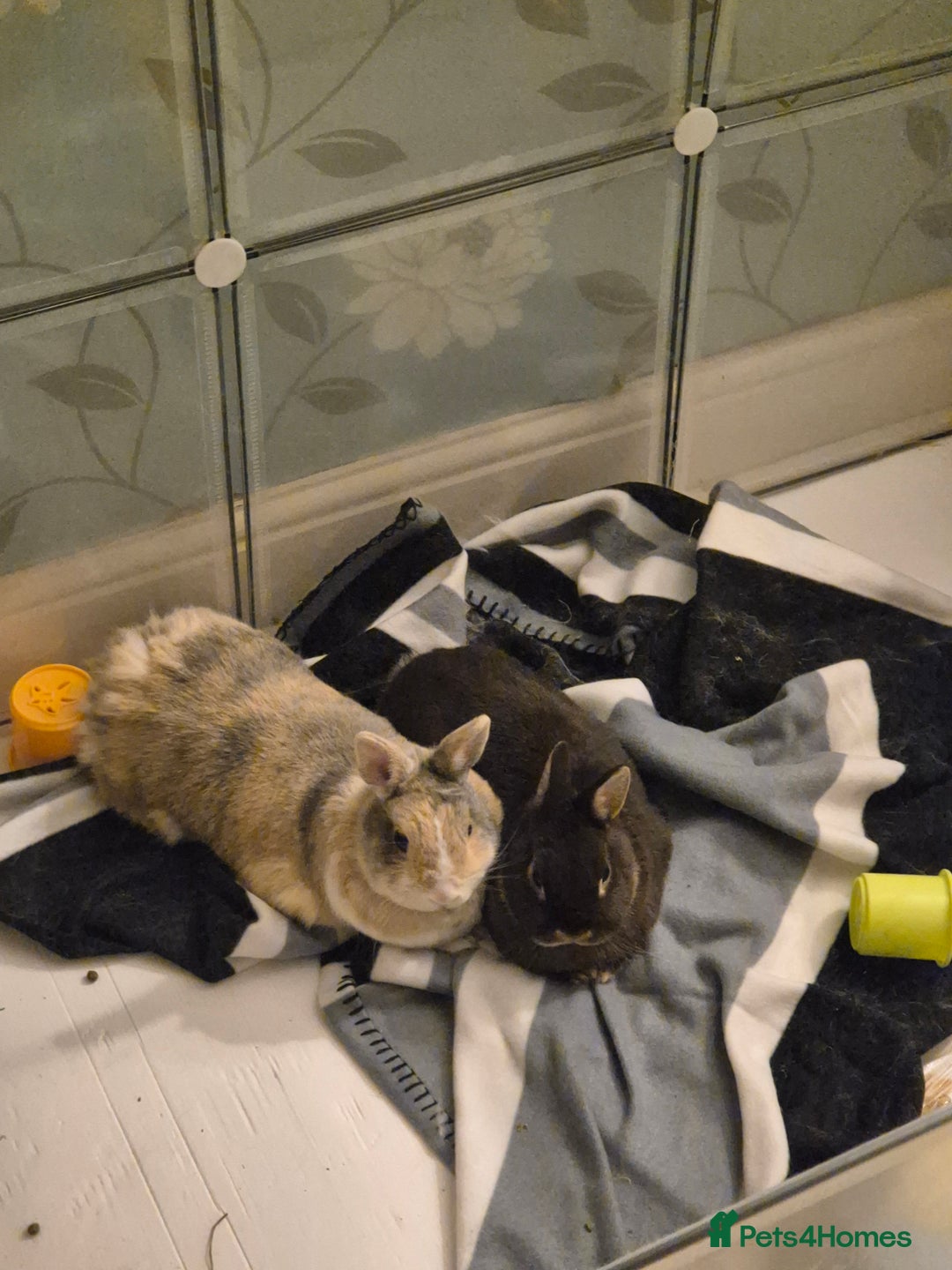 Netherland Dwarf rabbits for sale: 2 female netherland dwarf rabbit girs - Image 1