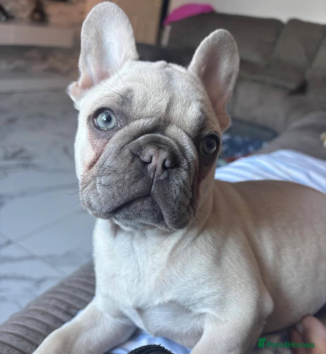 French Bulldog dogs for sale: Beautiful blue eyed frenchie girl - Advert 6