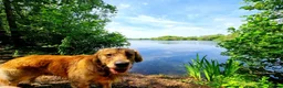 Golden Retriever dogs for stud: Charlie in Twickenham - Advert 9