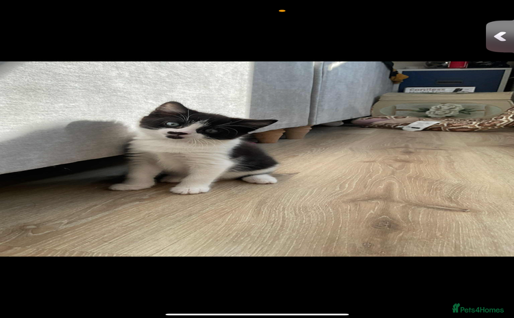 Domestic Shorthair cats - Advert 1