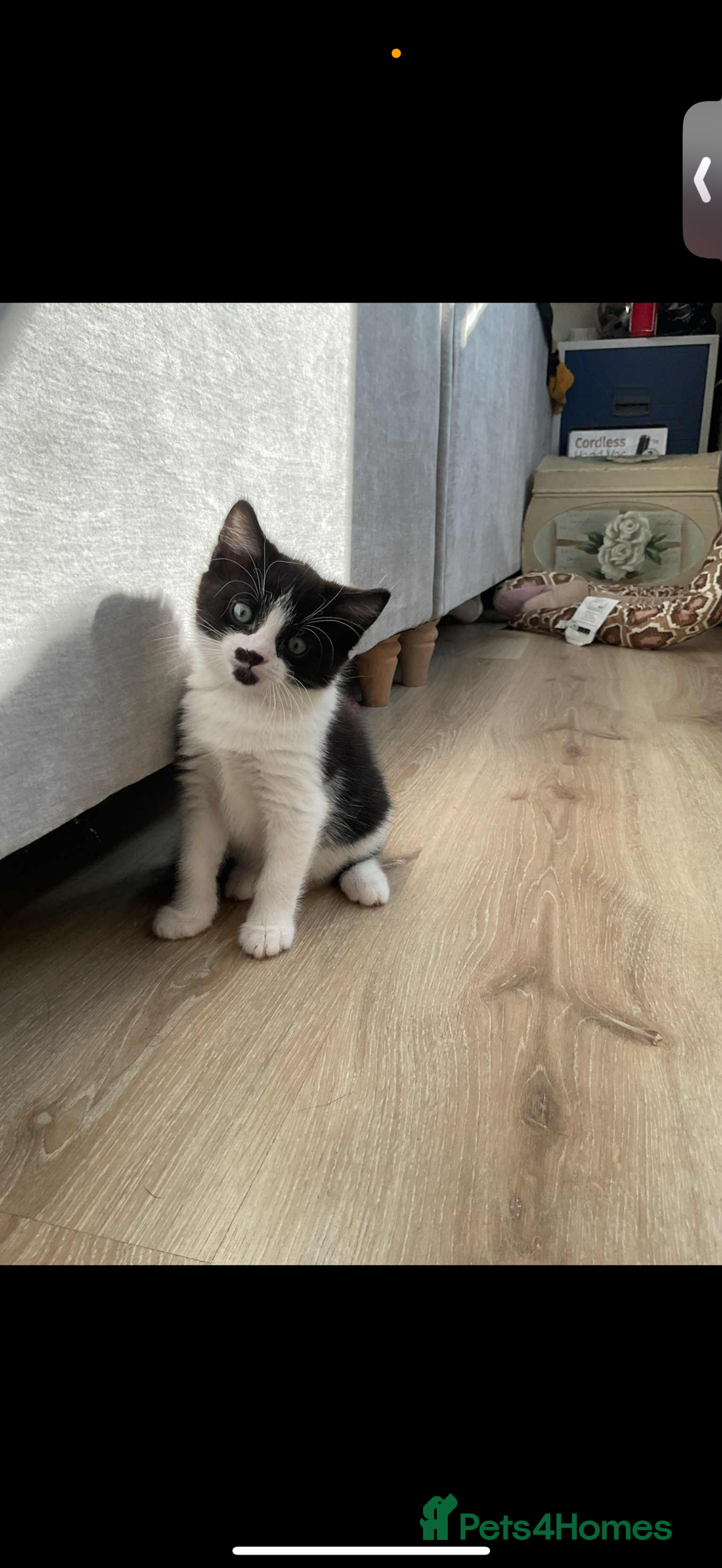 Domestic Shorthair cats for sale: 2 male kitten short haired  - Image 1