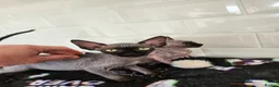 Sphynx cats for sale: 2 femal lovely Canadian sphynx  - Advert 8