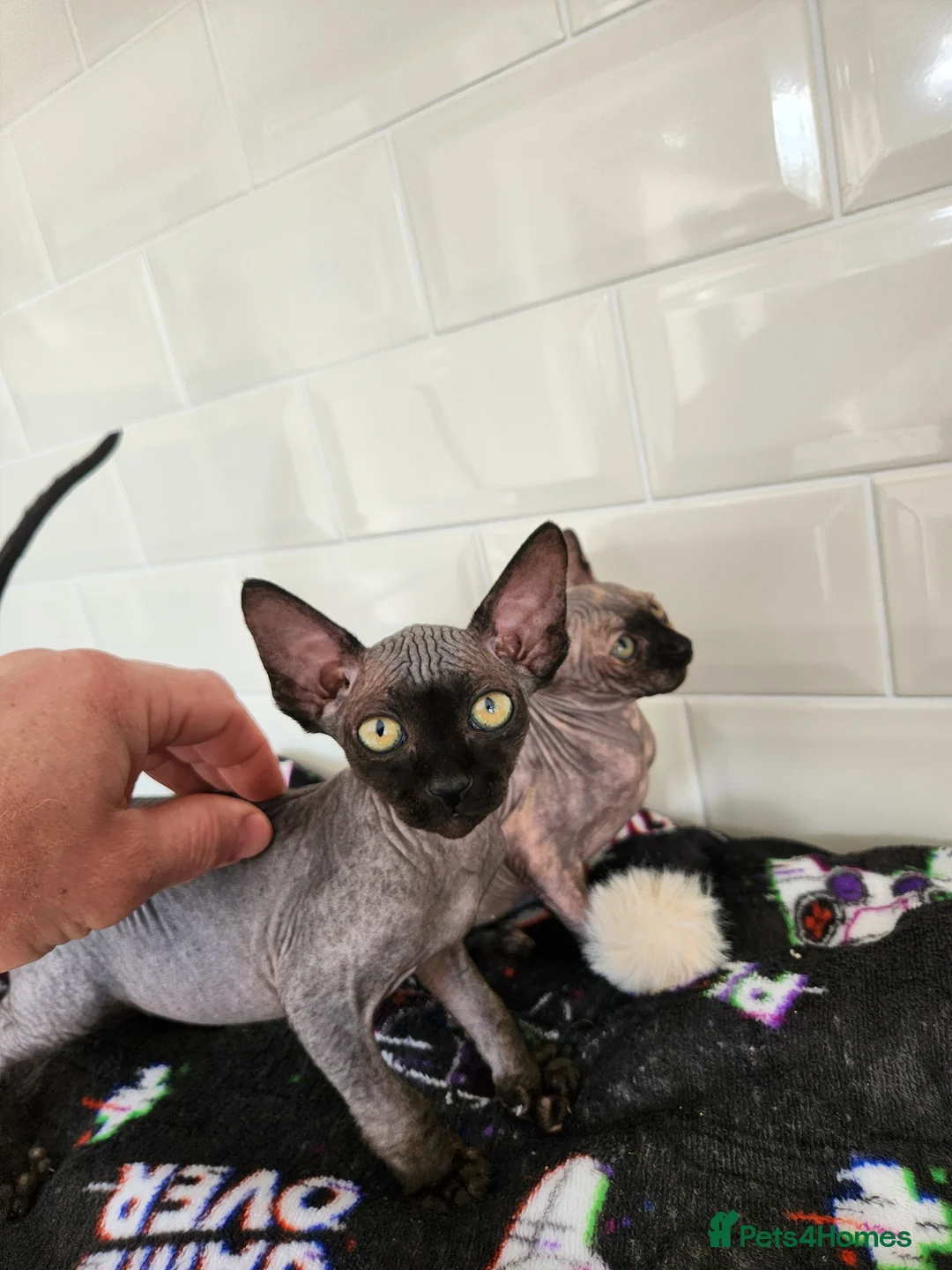 Sphynx cats for sale: 2 femal lovely Canadian sphynx  - Advert 8