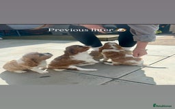 Cavalier King Charles Spaniel dogs for sale: Stunning King Charles Cavalier pups - Image 6