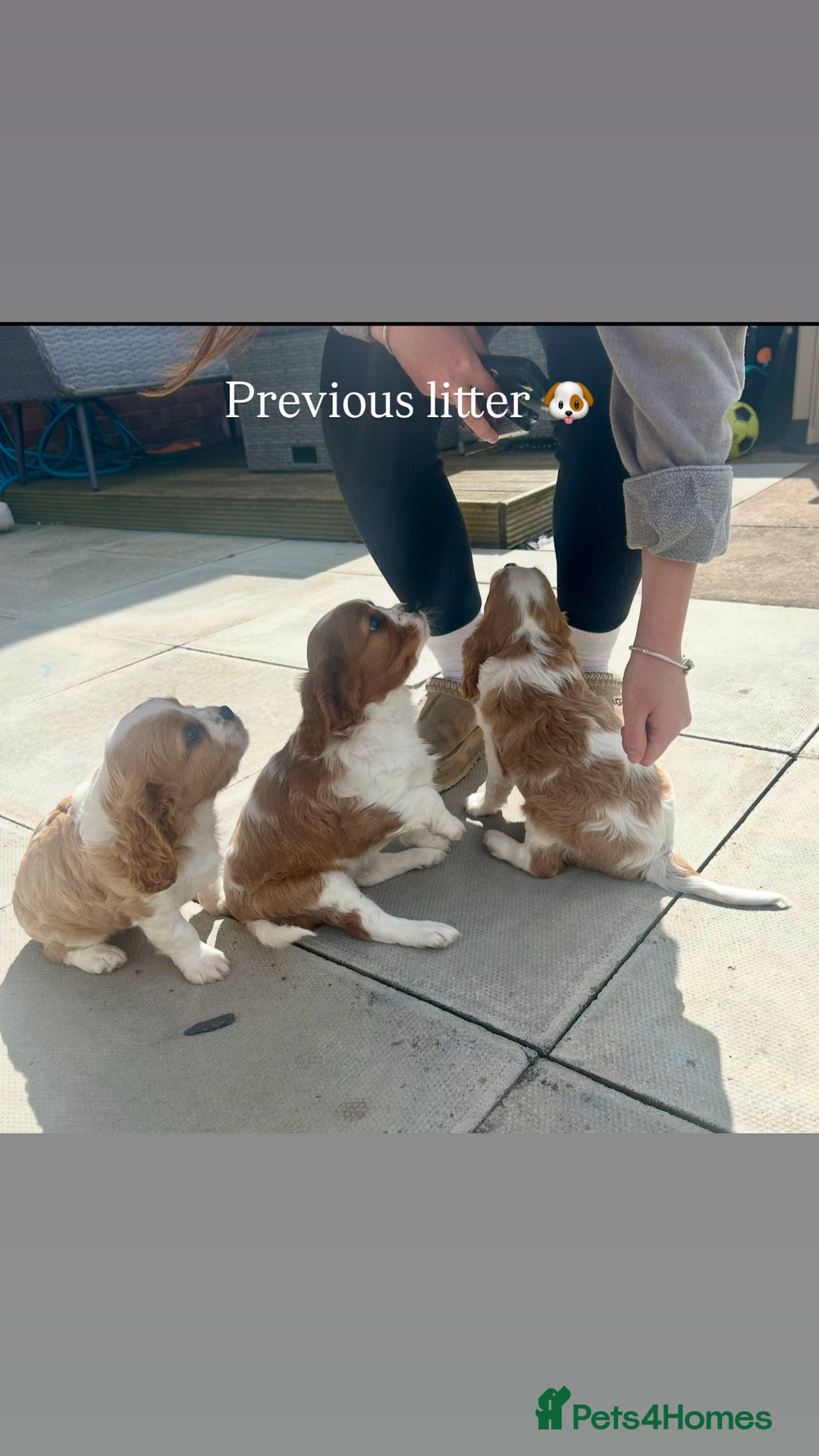 Cavalier King Charles Spaniel dogs for sale: Stunning King Charles Cavalier pups - Image 6