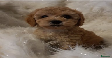 Cavapoo dogs - Advert 1