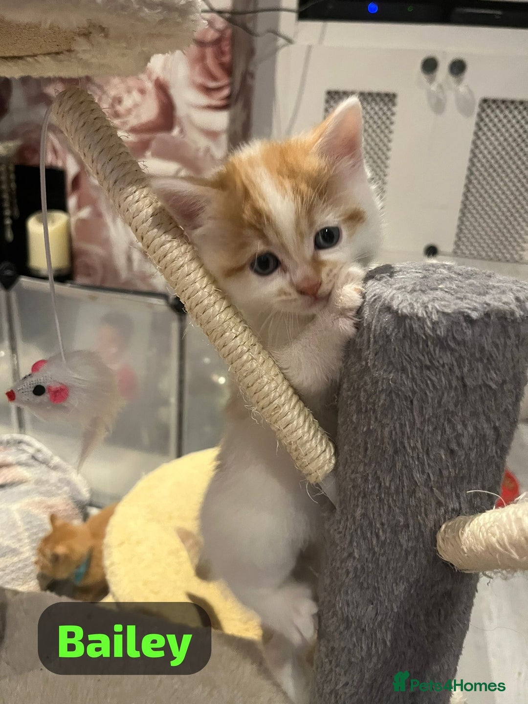 Mixed Breed cats for sale: 🐾 8 Beautiful kittens….🩵🩷 - Advert 29