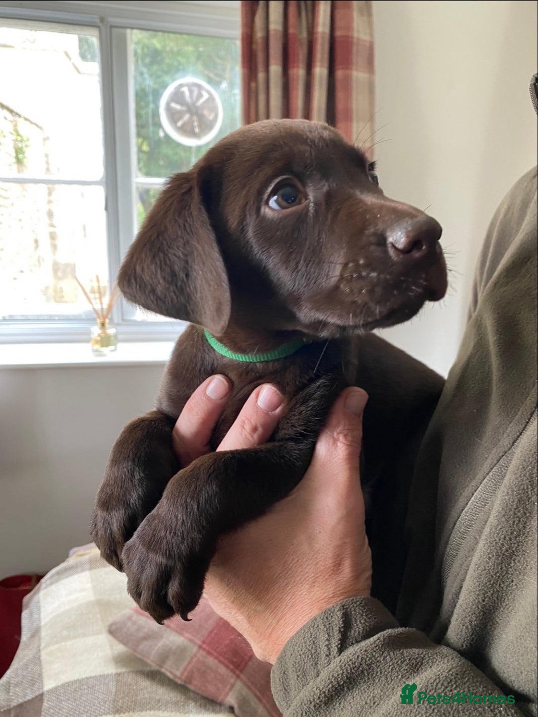 Labrador Retriever dogs for sale: 5 ⭐️  **  CHOCOLATE KC REG VET CHECKED, 1ST VAC - Advert 18