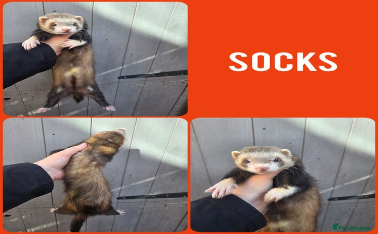 Ferret rodents - Advert 2