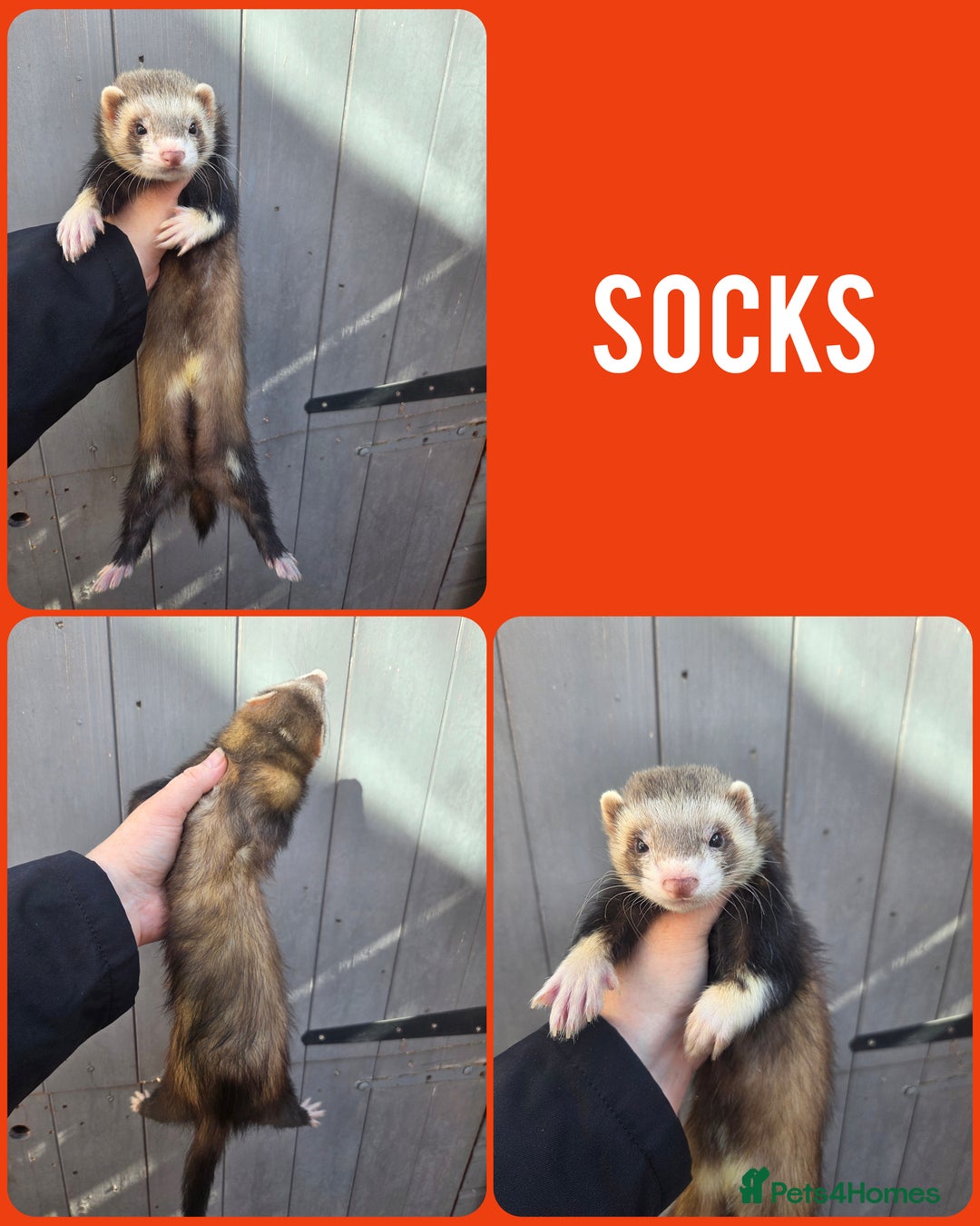 Ferret rodents for sale: 4 stunning ferrets looking for new homes - Image 1