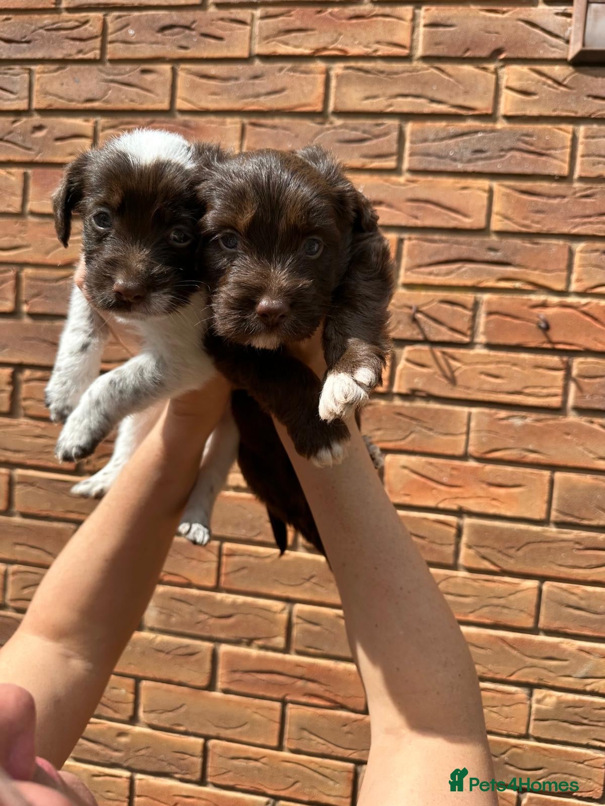 Mixed Breed dogs Borderpoo Puppies – Border collie x cockapoo - Advert 2