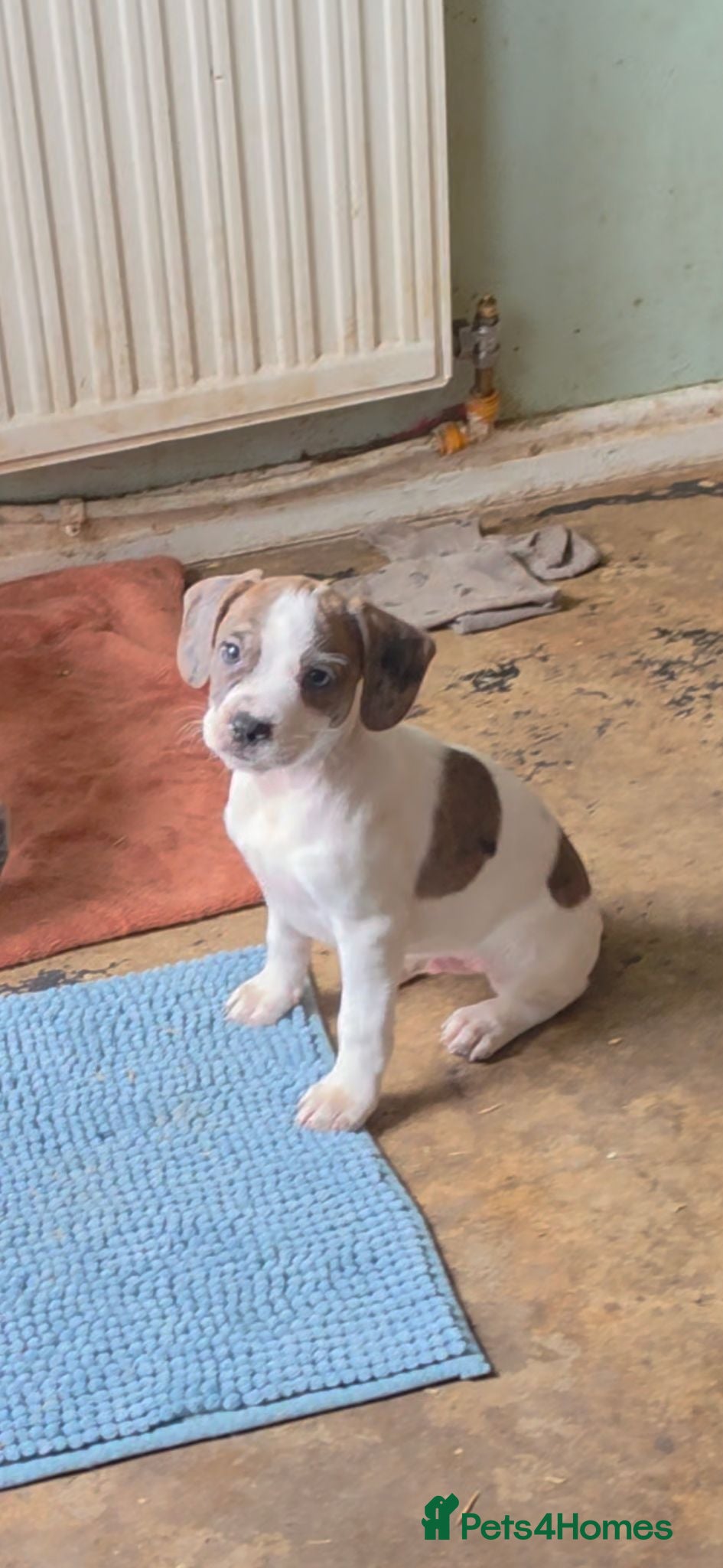 Mixed Breed dogs Terrier type aforabe puppies.  - Advert 7