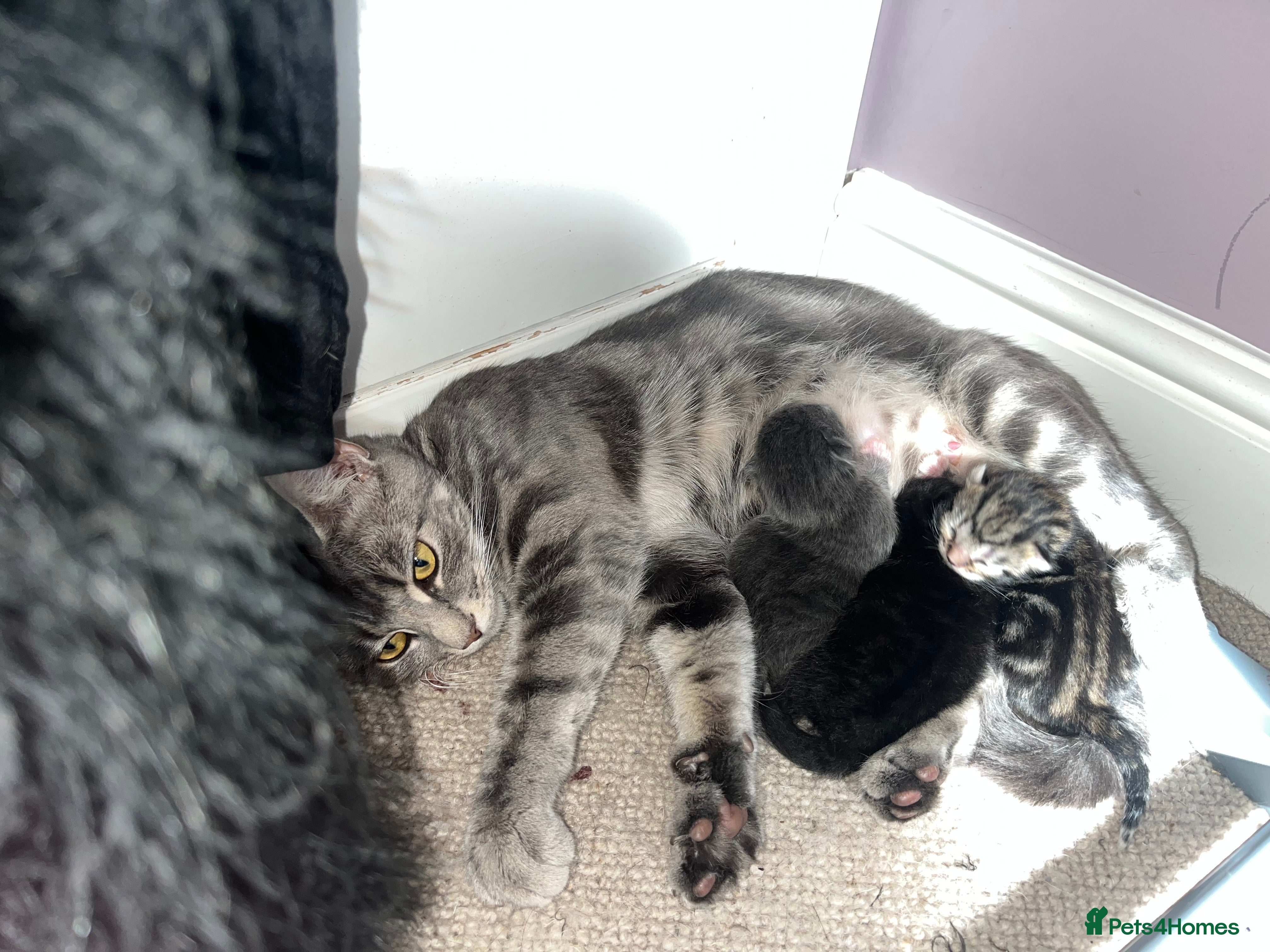 British Shorthair cats 3 kittens ready for collection  - Advert 13